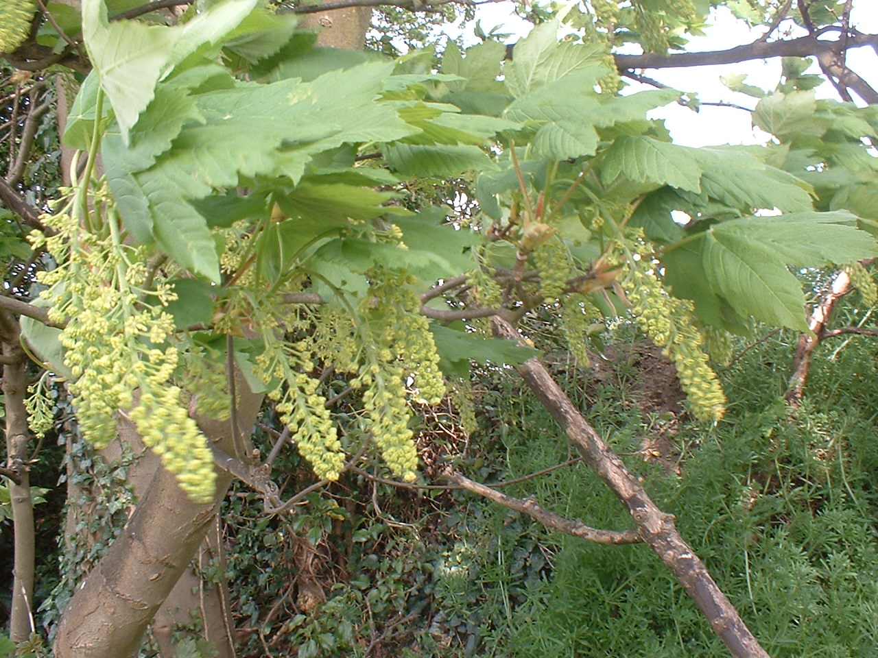 Tree Blossom 43.jpg