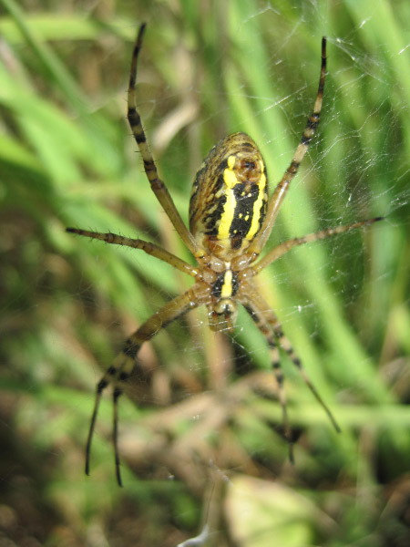 Wasp Spider