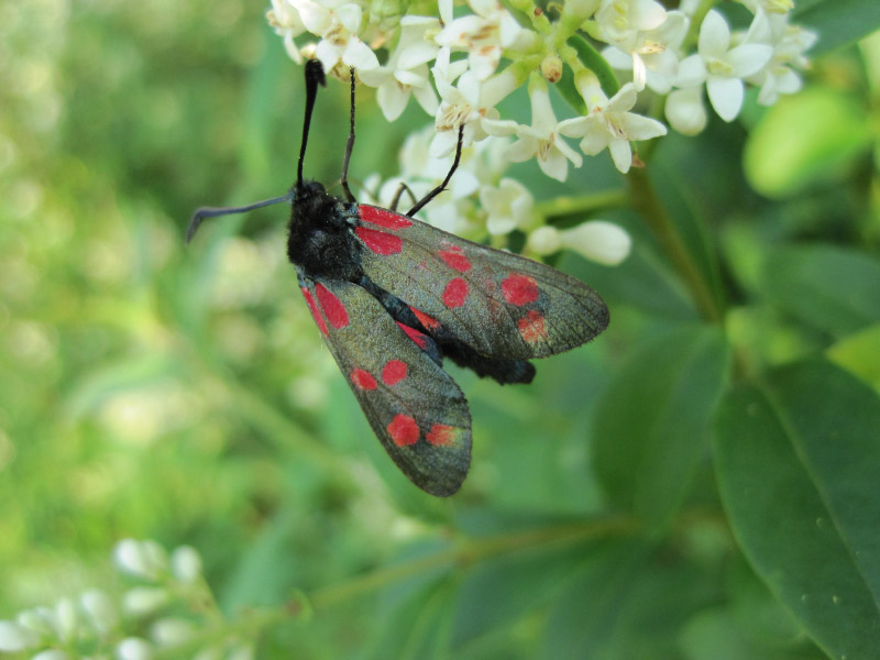 Six Spot Burnet Moth