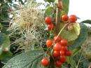 Old Man's Beard and Bryony Berries