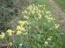 Flowers on banks: 
Cowslips
