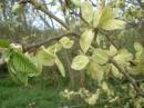 Tree Blossom:
Elm seeds forming
