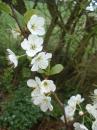 Tree Blossom:
Damson
