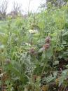 Flowers on banks:
Red and White Dead Nettles, Jack-by-the-hedge and Groundsel
