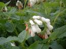 Flowers in damp places: 
Comfrey
