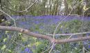 Bluebells in Sidehill Wood