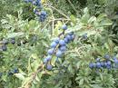 Sloes ripening